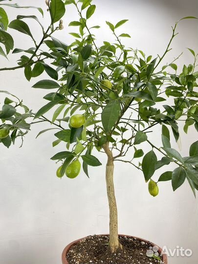 Лимонные и лаймовые деревья