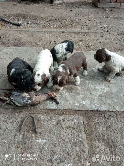 Русский спаниель