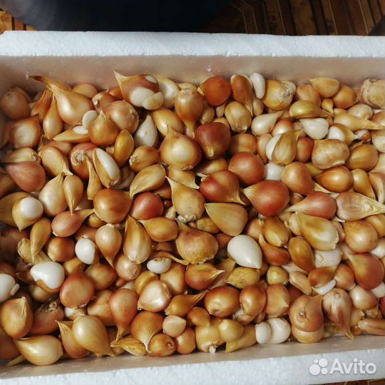 Луковицы тюльпанов