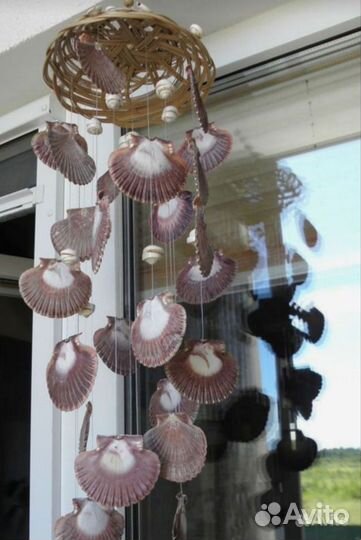 Морские ракушки раковины