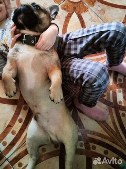 Французский бульдог