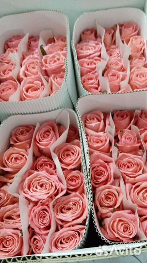 Цветы Волгоград Волжский оптом и в розницу