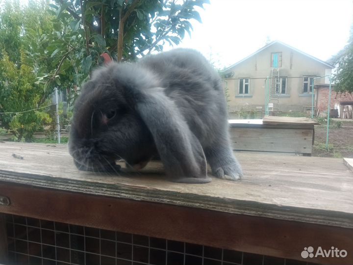 Кролики мясных пород великаны