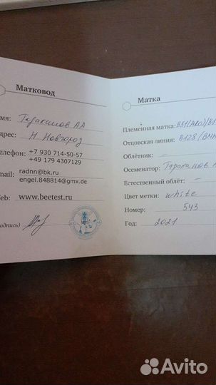 Продажа маток Бакфаст, Карника