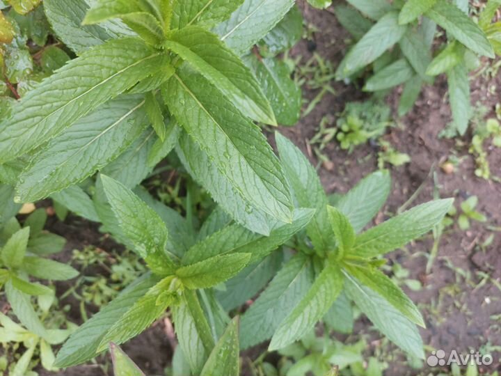 Мята перечная