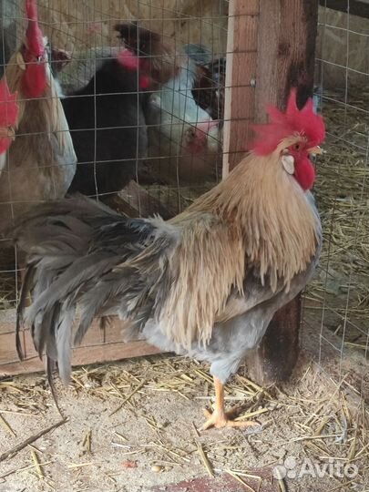 Молодые петухи