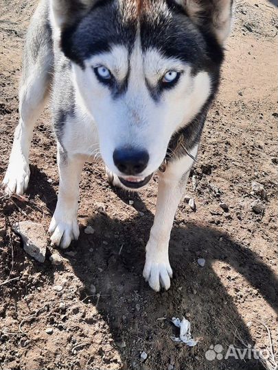 Щенки сибирской хаски
