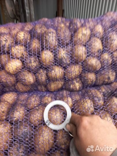 Продам картофель оптом