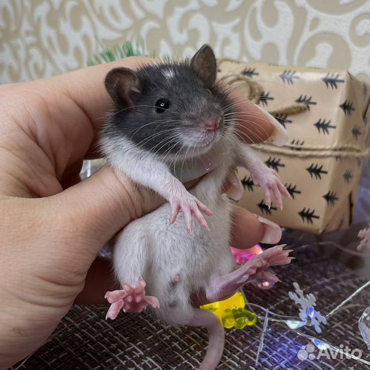 Крысята. Дамбо крыса. Крыса. Питомник