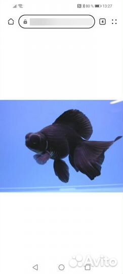 Черный телескоп