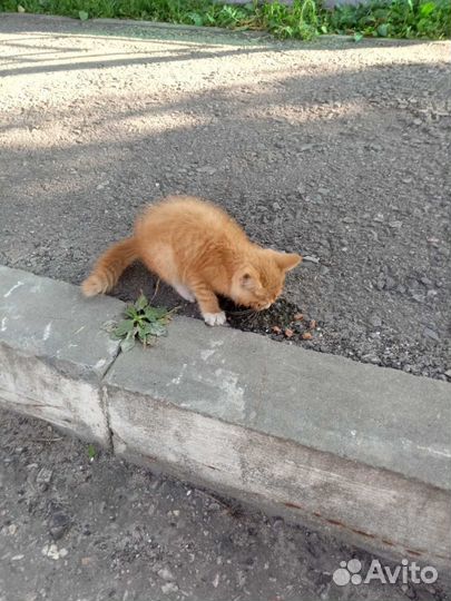 Котёнок мальчик