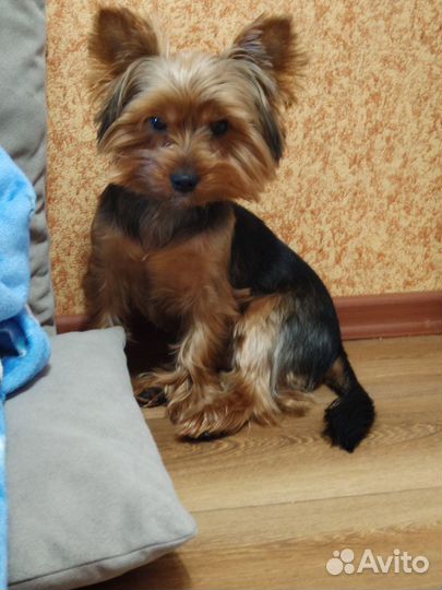 Вязка Йоркширского терьера