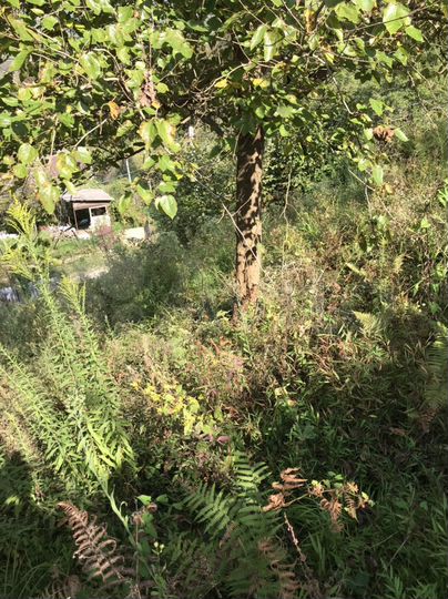 Участок 5,5 сот. (СНТ, ДНП)