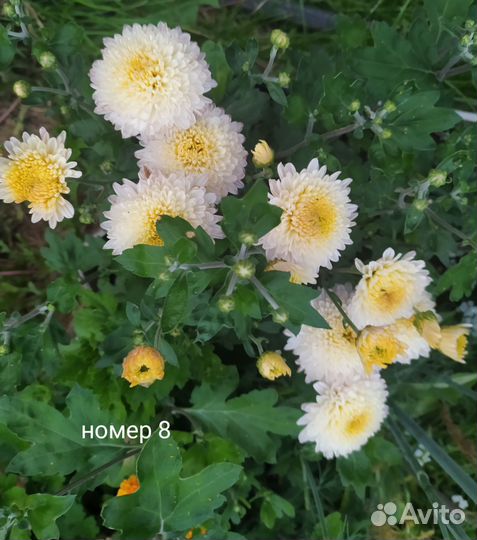 Хризантемы мультифлора, гвоздика ампельная