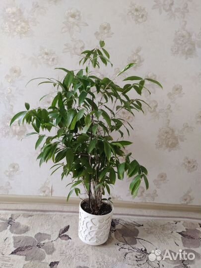 Драцена годсефа