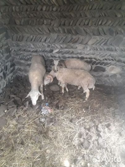 Овцы бараны ягнята