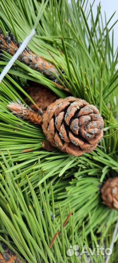 Крымская сосна (Кострома )