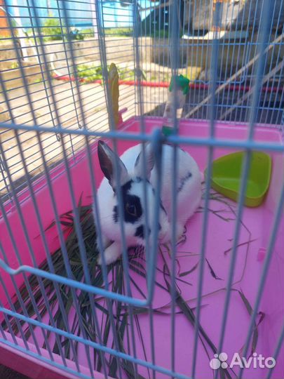 Декоративный кролик