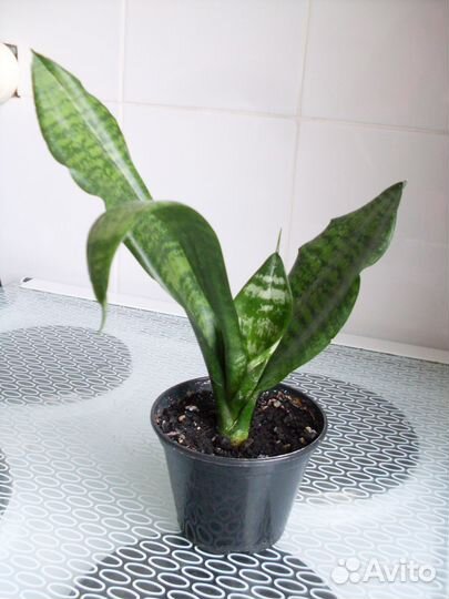 Сансевиерия 