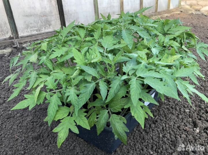 Рассада помидор и перцев