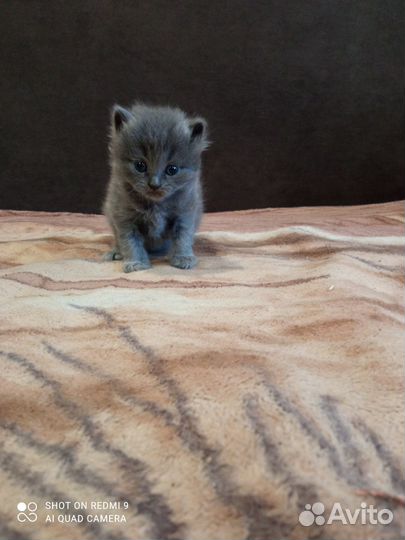 Вислоухие котята