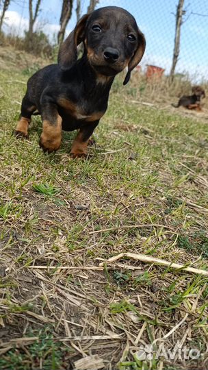 Отдам. Такса