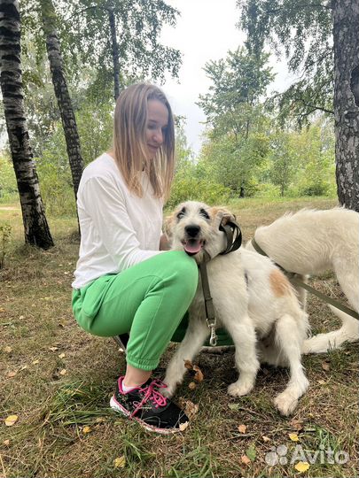 Собака Ричард в добрые руки