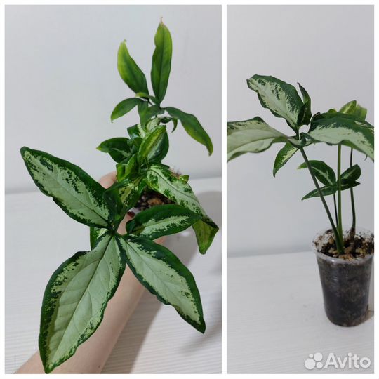 Сингониумы