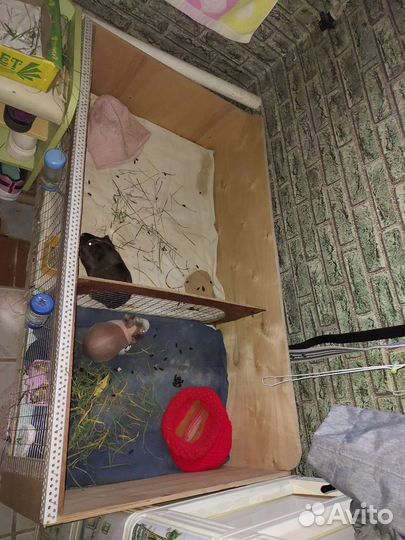 Вольер для морской свинки