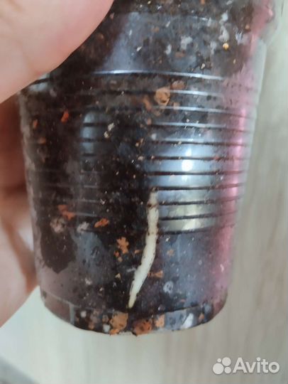 Сциндапсус Треби Дарк Форм