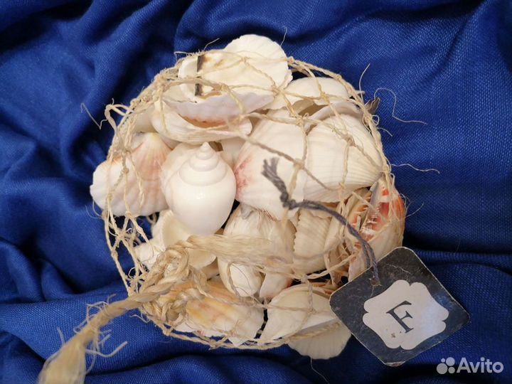 Морские ракушки