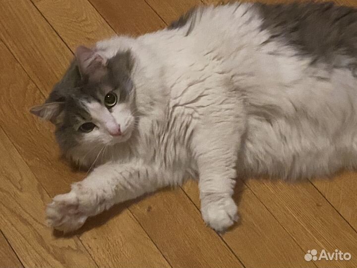 Кошка