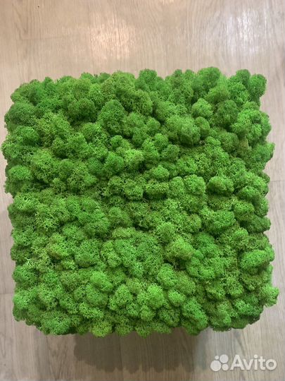 Панно из мха 0,35х0,6