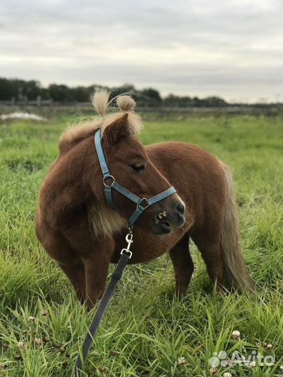 Продажа пони