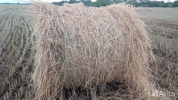 Сено Рожь