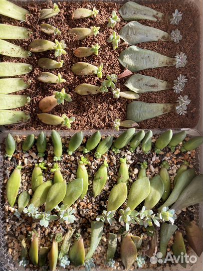 Суккуленты