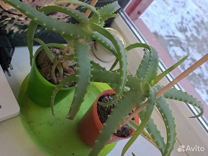 Алоэ столетник