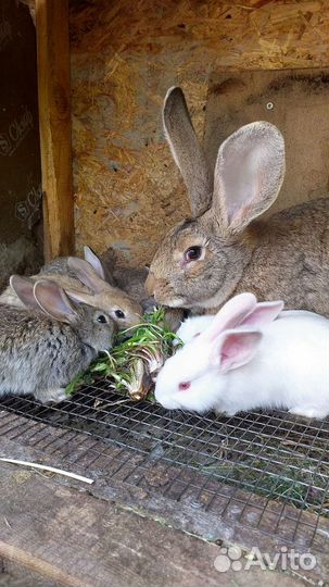 Кролики фландр и ризен