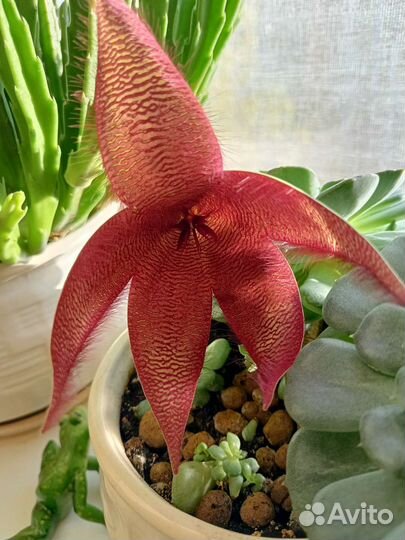 Кактусы и суккуленты