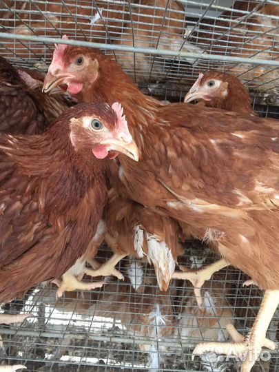 Курочки Несушки с доставкой