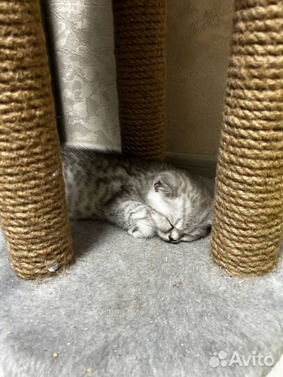 Британская