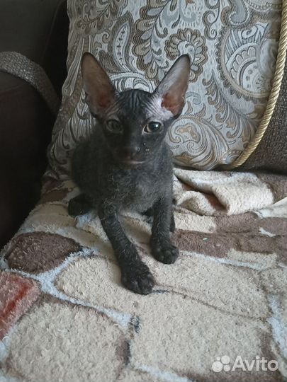 Донской сфинкс