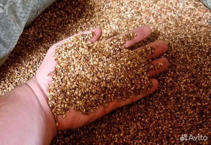 Семена ели на заказ