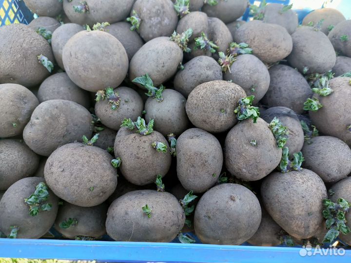 Семенной картофель,рассада перца,томатов