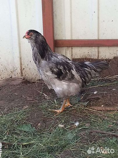 Молодые петушки