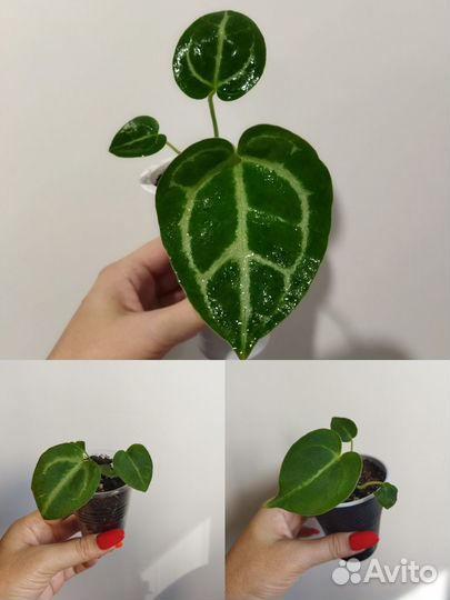 Антуриум сильвер блаш детки