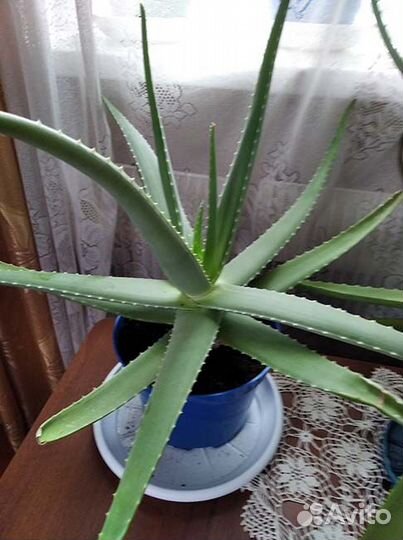 Алоэ вера - возраст более 3 лет