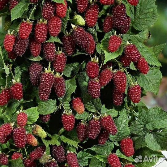 Саженцы ежемалины