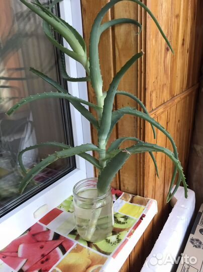 Цветы Денежное дерево (Толстянка), алоэ столетник