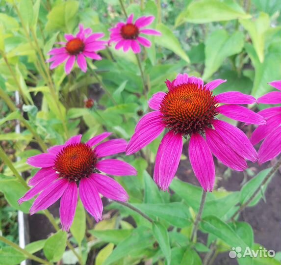 Семена многолетних цветов